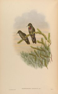 ラムフォミクロンオリバセウム= Chalcostigma olivaceum 作： John Gould